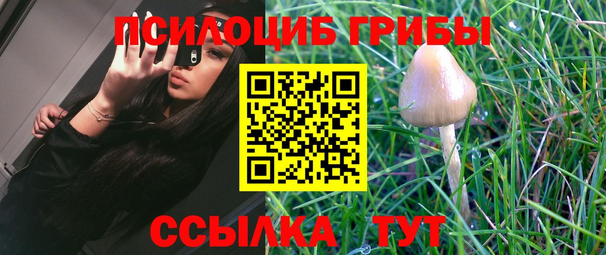 Псилоцибиновые грибы Psilocybe Миллерово
